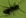 Insect_Detect_classification_v2 project thumbnail