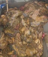 Find intestines 2 project thumbnail