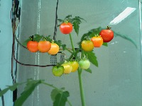 Tomato project thumbnail