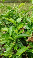 Tea Disease project thumbnail