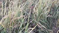PADDY SEED DETECTION project thumbnail
