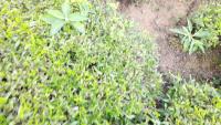 TEA WEED project thumbnail