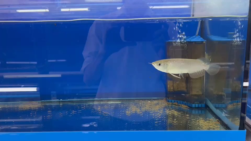 fish Object Detection Dataset by Prince of Songkla University