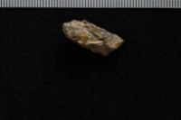 lichen_mopology2 project thumbnail