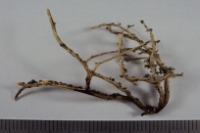 lichen_mopology3 project thumbnail