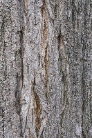 Wood_Species project thumbnail