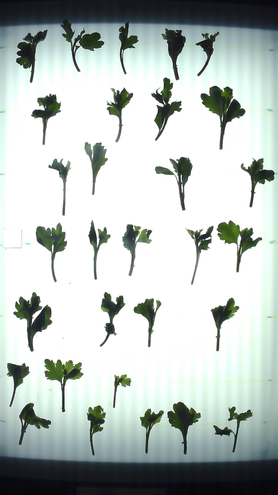cutting_segmentation Object Detection Dataset by Mywork