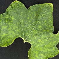 Ash_Gourd project thumbnail