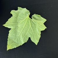 main dataset project thumbnail
