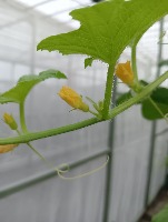pemuja melon project thumbnail