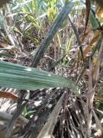 Sugarcane_Sootymold project thumbnail