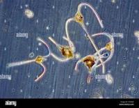 Plankton_AI project thumbnail
