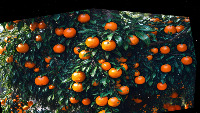 fruit project thumbnail