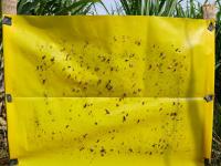 Find salivazos, miridaes, cañas, orthopteras, lampiridaes, flatidaes, hymenopteras, dipteras and suelos 2 project thumbnail