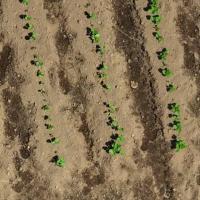 soybean plant project thumbnail