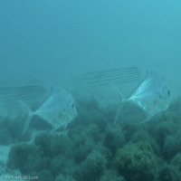 Fish Detection project thumbnail