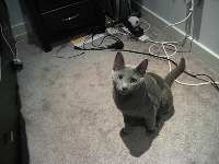 CAT project thumbnail