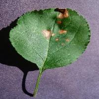 plant_data project thumbnail