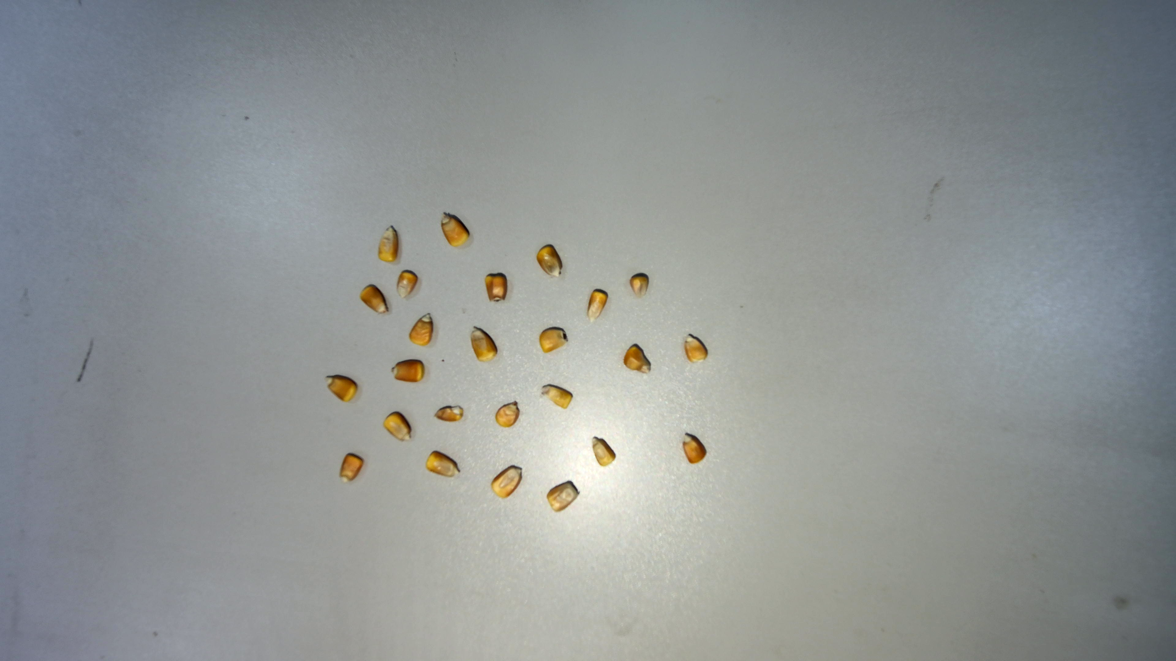 corn Instance Segmentation Model by shi haofeng