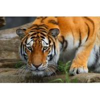 Detect_Animal project thumbnail
