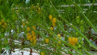 tomatoes detector project thumbnail