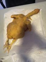 pollo project thumbnail