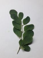 Nutrileaf project thumbnail