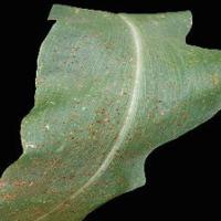 Plant Diseases, No Healthy project thumbnail