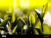 TeaVision Tea Bud Detection Dataset project thumbnail