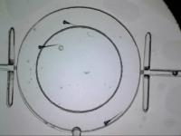 fish project thumbnail