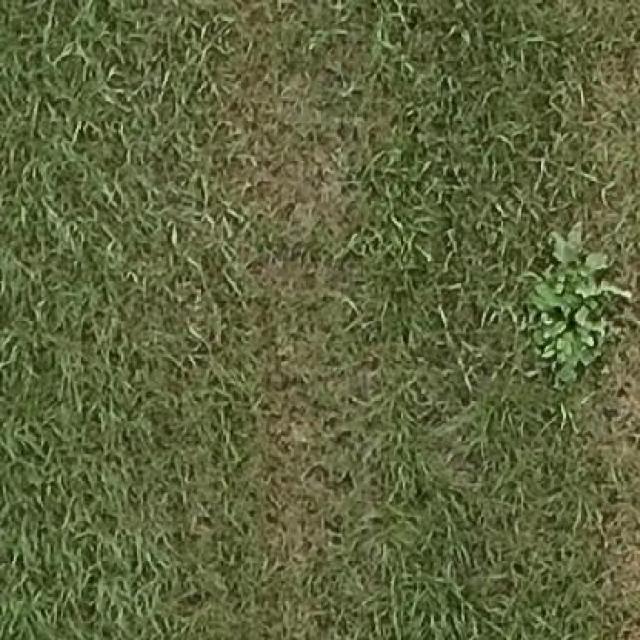 Weed Detection Object Detection Dataset by mlprojects