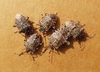 fall-army-moth project thumbnail
