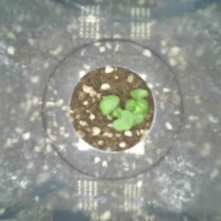 Sweet Basil 320b project thumbnail