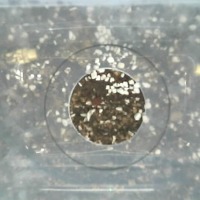 Sweet Basil 320a project thumbnail