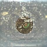 Sweet Basil 160 project thumbnail