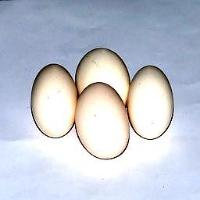 egg_dataset 2 project thumbnail