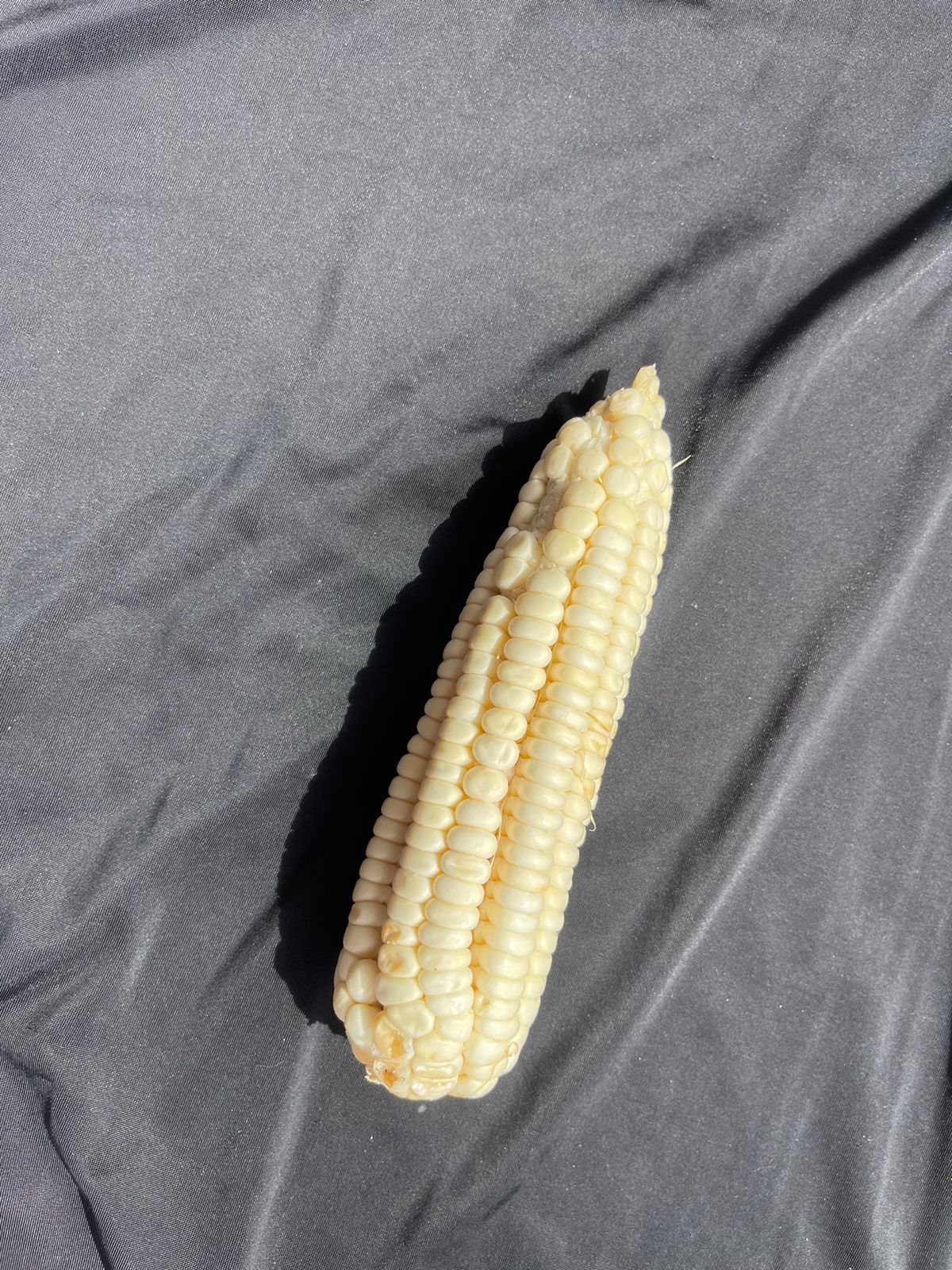 Jenis jagung object detection dataset and pre trained model by student