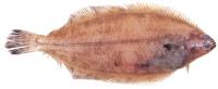 fish2 project thumbnail