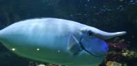 strange fish1000 project thumbnail