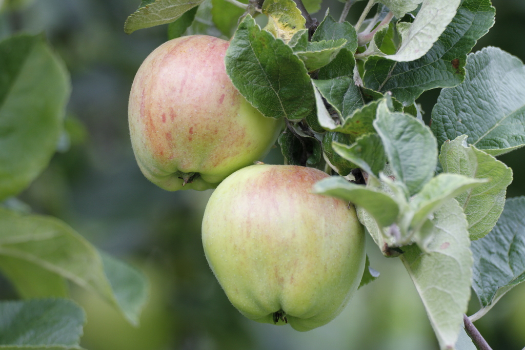apple Object Detection Dataset by dreams