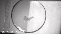 Daphnia project thumbnail