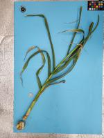 garlic leaves seg project thumbnail