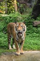 Tiger_breeds project thumbnail