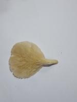 Oyster Test project thumbnail