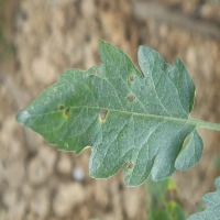 Dataset Image