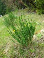 Invasive and Pollinator Plant project thumbnail