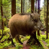 Dataset Image