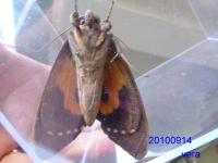 Insect  detection 111 project thumbnail
