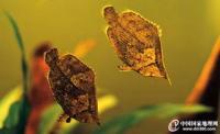 Insect  detection project thumbnail