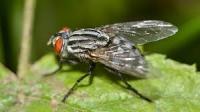 insect model project thumbnail